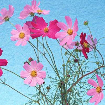 极速百家乐下载